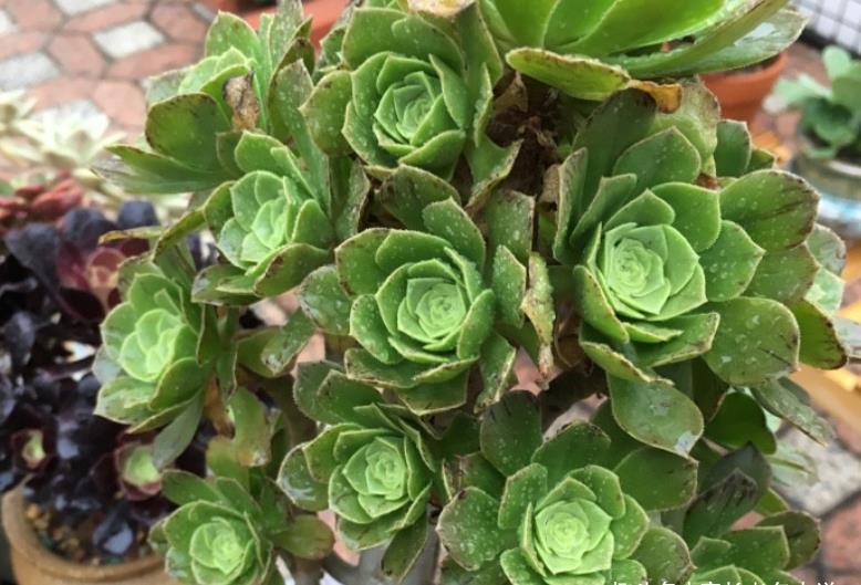 法师|喜欢带深色条纹的法师系多肉？我只知道这些品种，你还能补充吗？