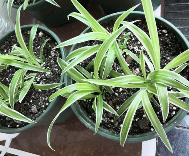 花卉|家里“肥料”不够用，出门捡“2种料”，处理后撒盆里，养分足！