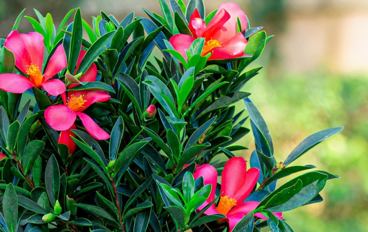 夏天|夏天也开花的茶花,怎么养护才能不出现问题,3个重点要知道