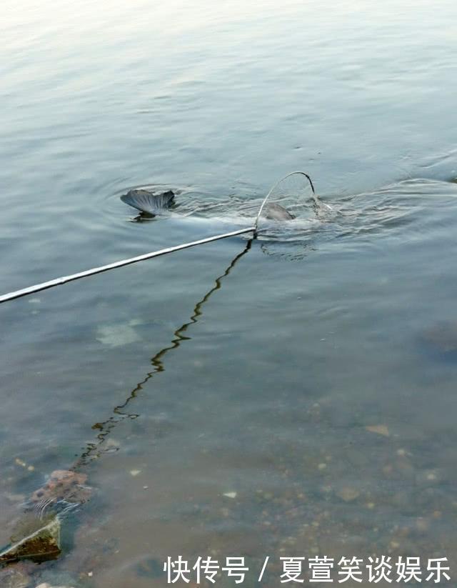 老人湘江边钓上一米多长的大青鱼,圆滚滚的像小猪