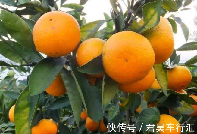 纯天然|冬天常吃橘子的人,身体都健康,吃橘子的2大禁忌,你需要了解