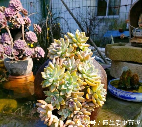 将多肉养成老桩有何难跟着我4步操作,快速养成瀑布型老桩!