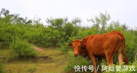 野兽|有一种魔幻的山，古齐长城经山顶，有密林中有野兽