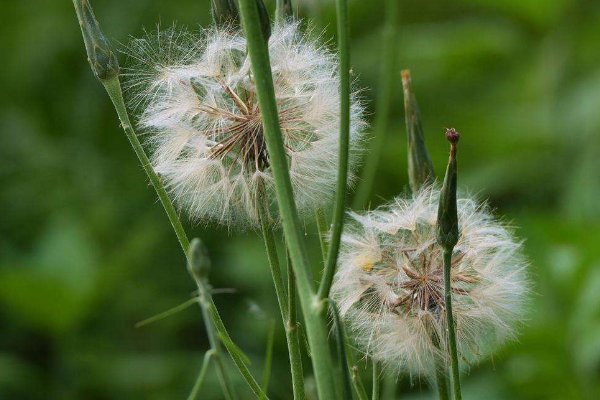 蒲公英泡水治百病有3类人喝了,只会“坑”了自己,早知早好