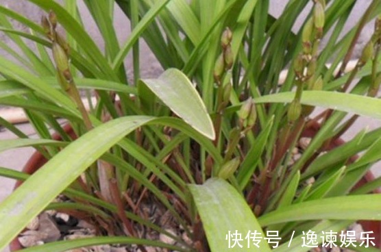 排水性|养殖小经验兰花长得好不好,不用羡慕别人啦,手把手教你养爆盆