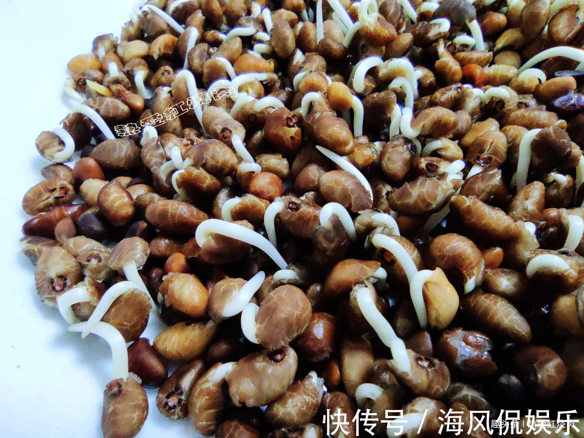 以前空心菜都是买着吃,这回用菜籽自己种的,不用土11天就能吃了