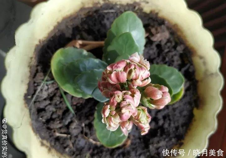 养花技巧:长寿开花不过瘾,学会1招,让它爆开1000朵