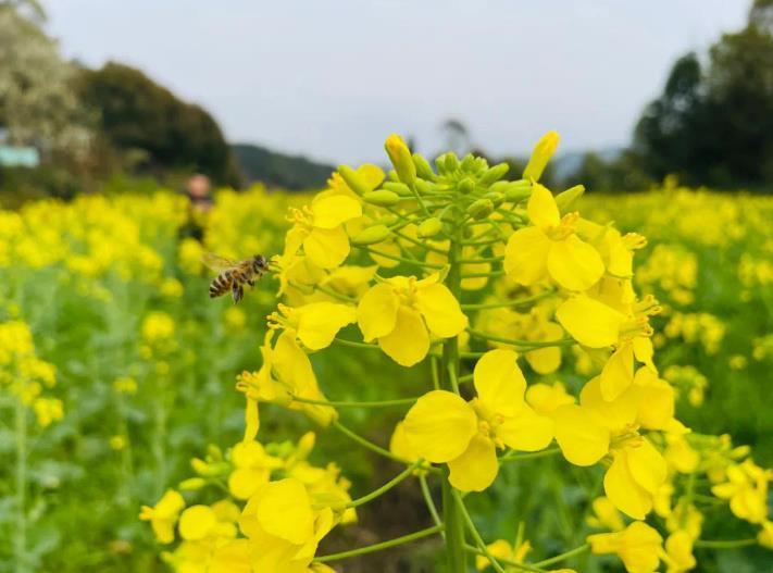 巴南|春游川渝丨金黄的花海，巴南这个地方油菜花正盛