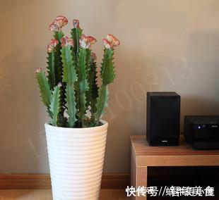 客厅里养这6种植物，好养活、好打理、寿命很长、寓意还特别好