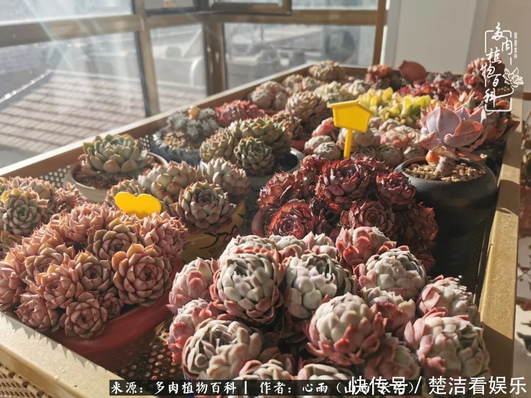 事物|懂得珍惜的人,才值得拥有更多美好的事物!养多肉也是如此!