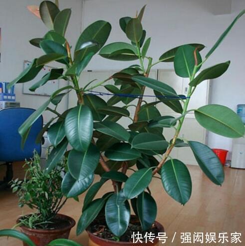 让橡皮树多“发芽”,记住1个“养花经”,30天冒出一排“新芽”