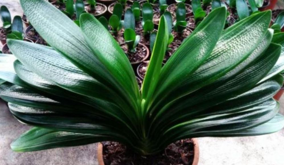 室内养5种花，美观大方还能“养人”，适合美化家居环境