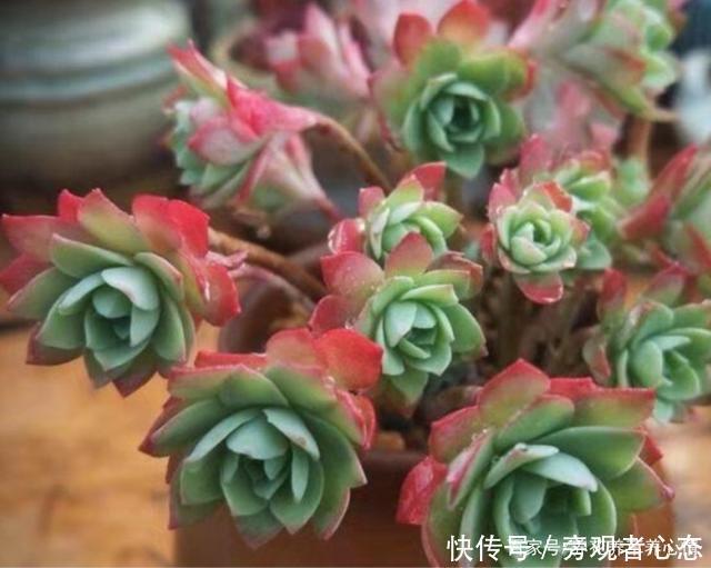 多肉薄化妆养护注意4点,叶色呈现靓丽的粉红色