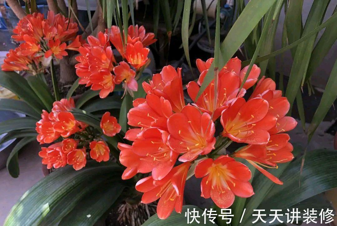 金银花|5种“养人花”,你养着它,它也养着你,家里空气清新,人健康