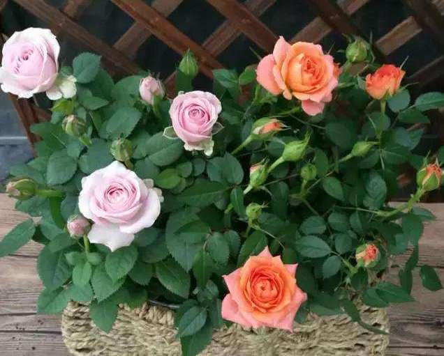 月季栽培简易,易成活,养护得当月月能开花,月季花如何施肥