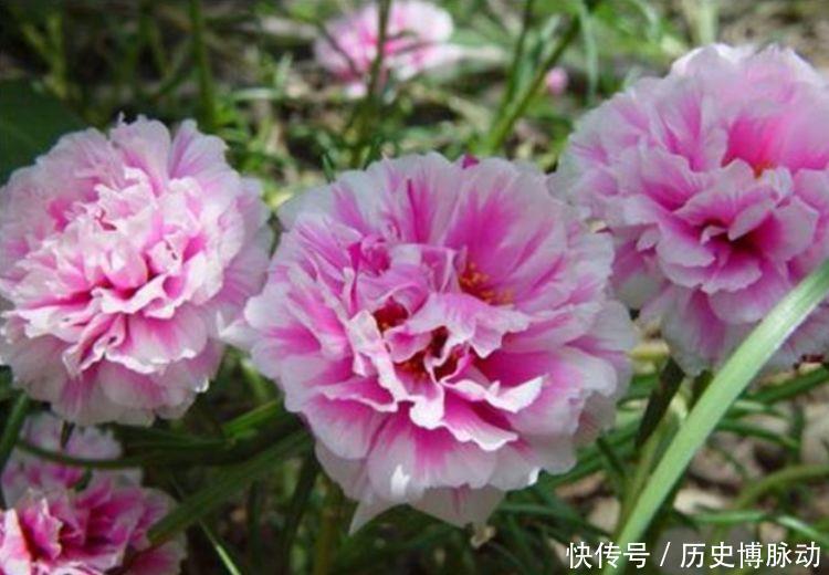 美的|几款花卉超美的,养护起来也很简单,浇点水就呼呼长