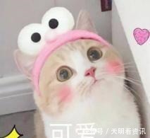 熊出没|熊出没光头强唯一一次成功砍树,熊二不但不阻止,还主动帮他砍