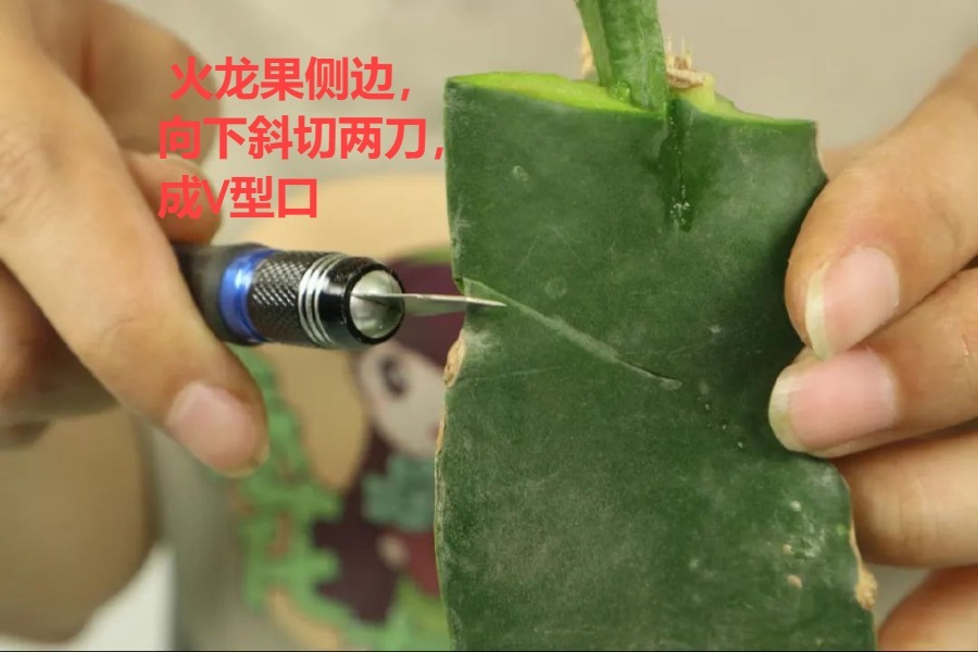 嫁接|嫁接达人,玉树嫁接长寿上,花友直呼内行!