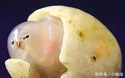 奇石|“小鸡”估价13亿,世界上最昂贵的观赏石之一,最终交给了国家