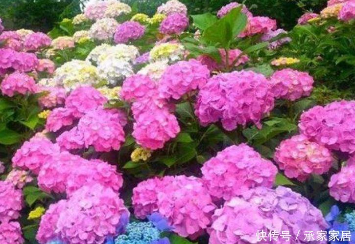 家里就养4种花,开花量很大,放在阳台,让人移不开眼