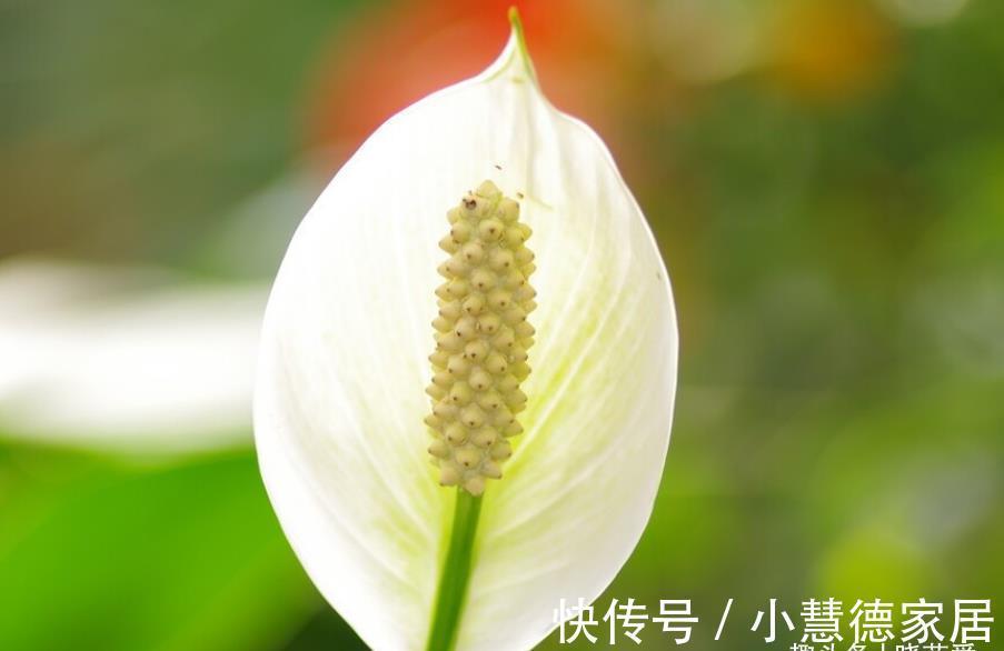 红掌|天太热了，4种“吉祥”花，家里放一盆，清新悦目寓意好