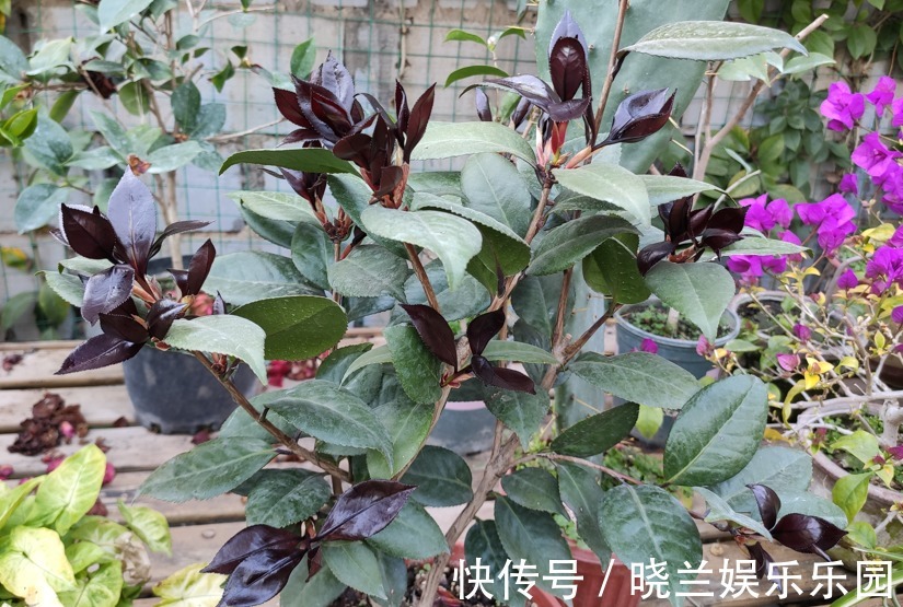 虫害|养花的4种虫害，打药都很难清除，如果遇到，用这些方法试试