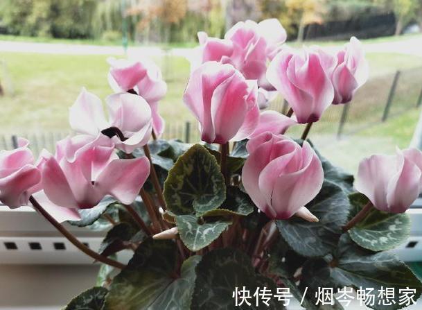 管理|日常养护仙客来难围绕5点管理,盆栽株型美、叶片密、开花多