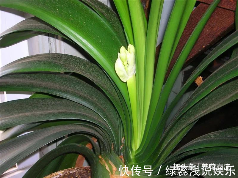 为啥很多朋友在家里养不好君子兰,有可能一开始就买错了