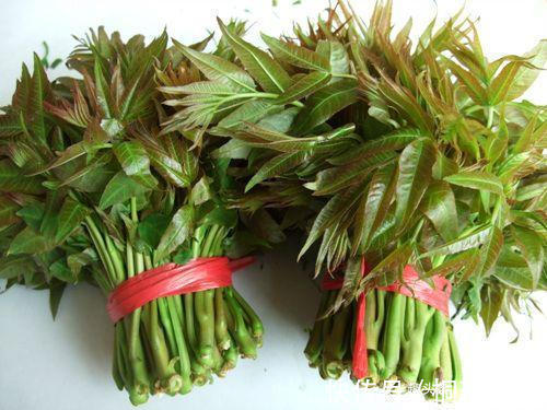 这才是腌香椿的正确做法!香椿颜色翠绿,随吃随取,放一年不会坏