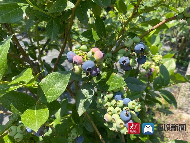 崂山|青岛崂山区蓝莓成熟啦!这个周末一起共赴“蓝莓之约”
