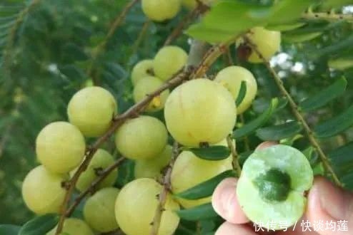 藏在身边的“止咳王”就是它,做法简单,止咳润肺,冬天不咳嗽