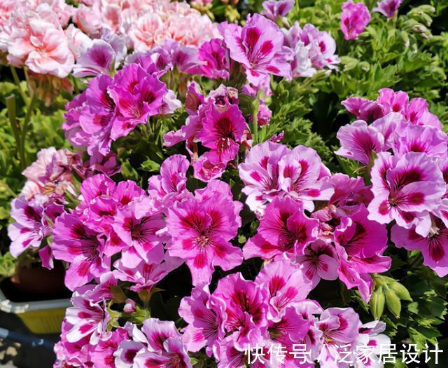 开花性能|养花久的人都知道,这三种花别买老桩,因为越老开花越少