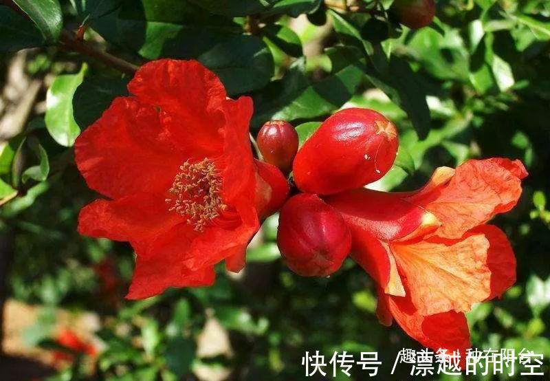 基部|你家盆景石榴不开花、不结果别急,一把剪刀就能解决!