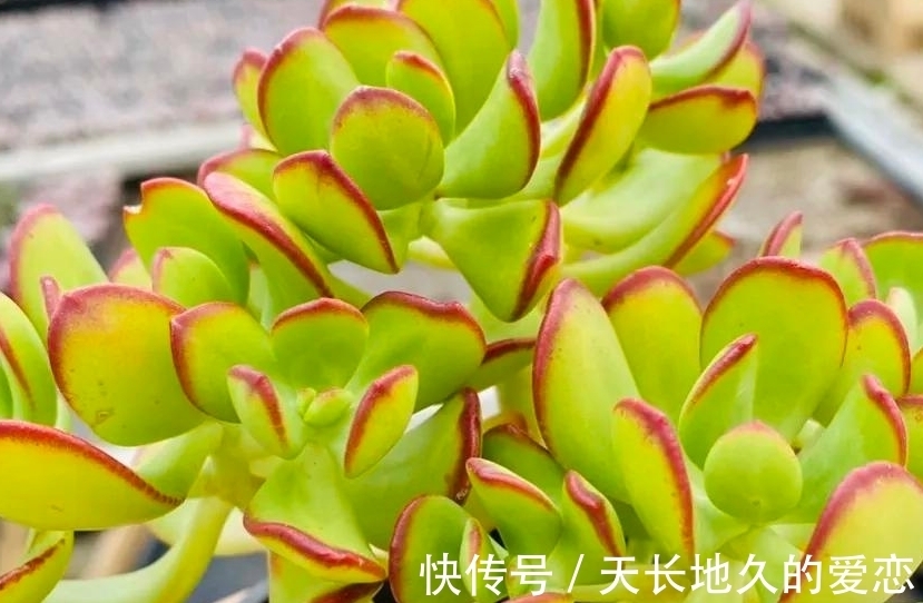 多肉达摩宝珠常被拿来跟玉树作比较，新手也能养成大老桩?