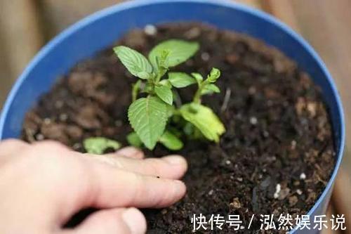 “夏必死”的4种花,现在赶紧扦插几盆,生根快成活率高