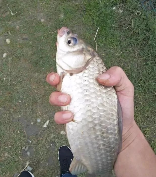 陌生水域总钓不到鱼?教你3个开饵绝招,钓的都是大家伙