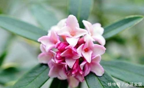 反而|养花确实很惬意,但不能随便放在卧室,这几种放在卧室反而不好