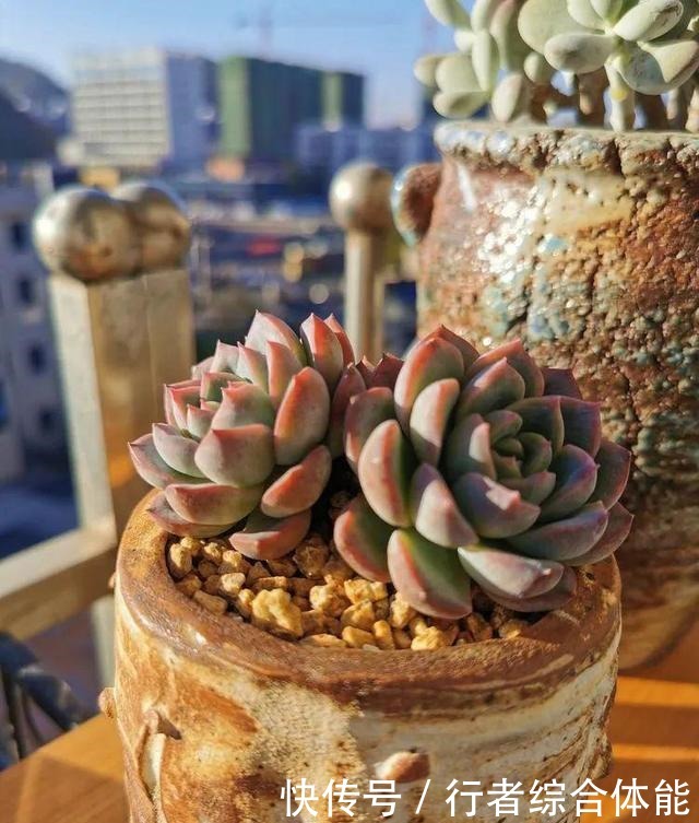 一方阳台,一方多肉,我的生活和姿态!一方阳台,一方多肉,我的生活和姿态!