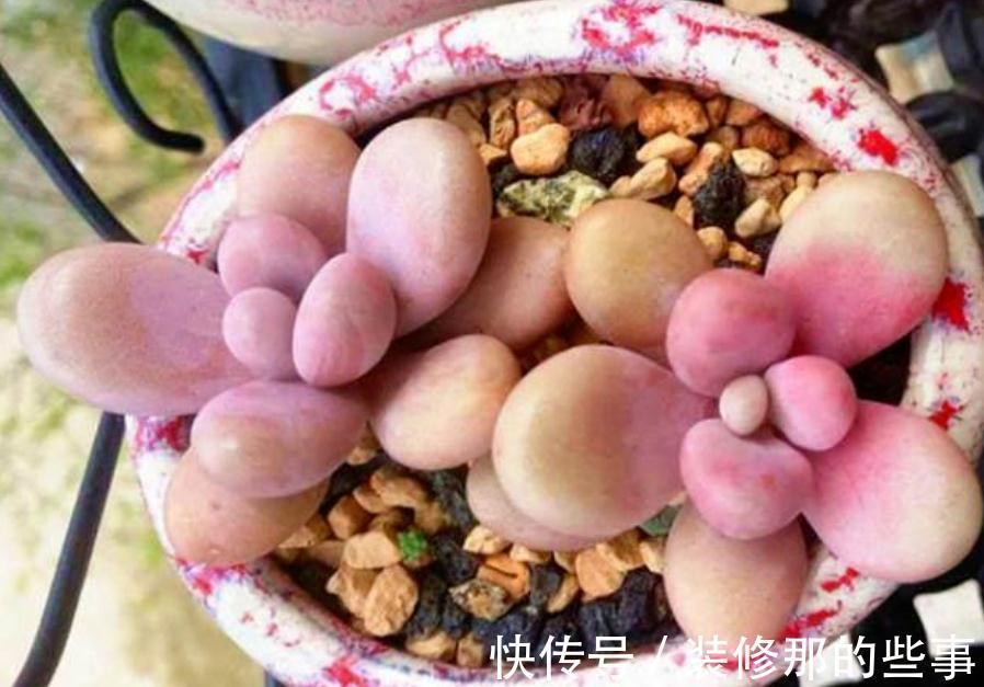 多肉植物里的“仙女”桃蛋，居家盆栽，该注意什么地方？