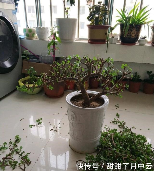造型|养金枝玉叶盆景,光浇水施肥没用,得会修剪才行,枝叶一少价值高
