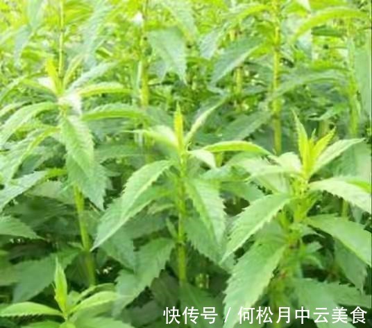 江南人|60种常见野菜，高清大图，收集全了真不容易！