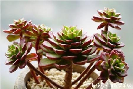 新芽|黑法师直接砍一刀,窜出满盆新芽,花盆容不下,养出大老桩!