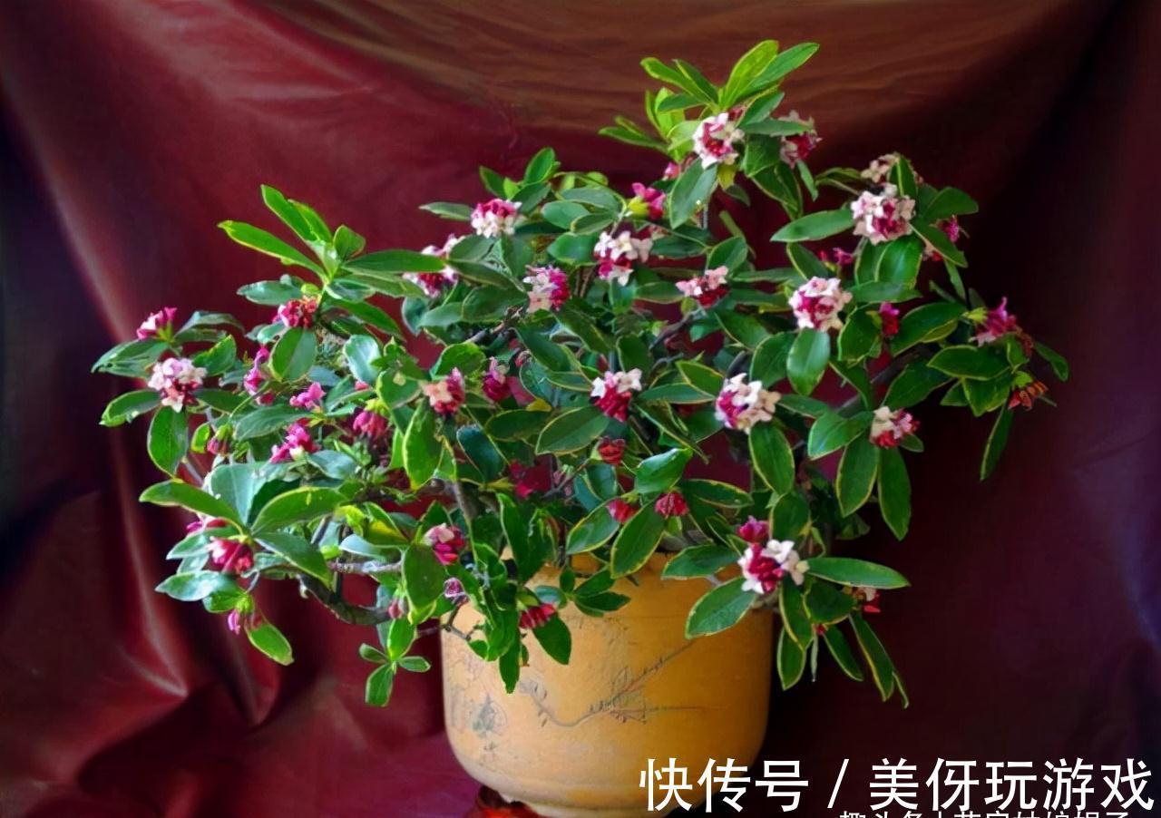 5种“喜冷花”,花期主要在冬季,好养又漂亮,开花特别香