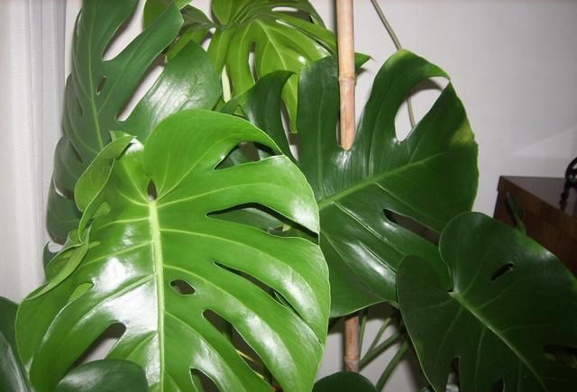 龟背竹叶片小、茎细怎么办简单1个方法,叶大油绿,窜到2米高