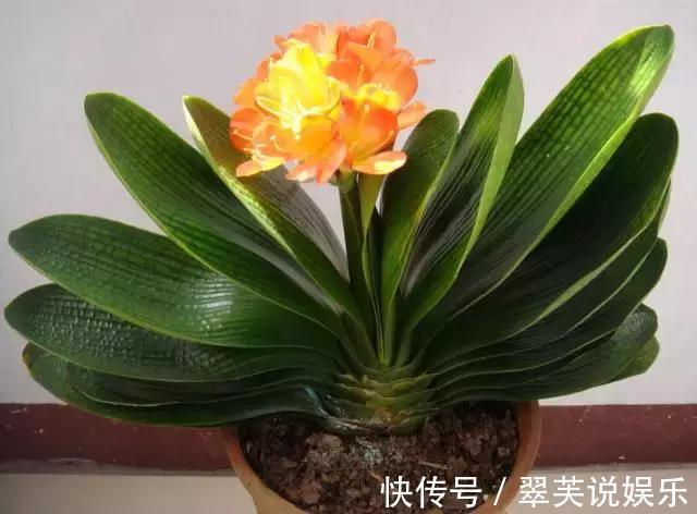 家家|家家都养君子兰,都养得好吗最全的君子兰养护技巧分享给大家