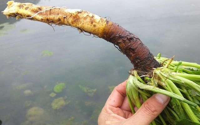  种野生植物|民间一种根茎为黄色的野草，属珍贵药材，希望引起重视