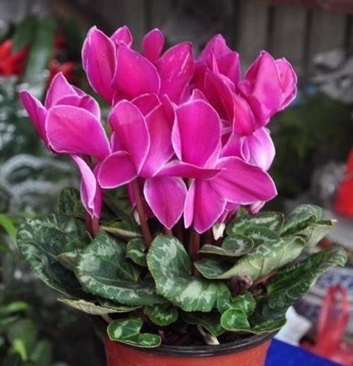 在冬天，北阳台也能养花，这6种花耐阴又抗冻，还能砰砰开花