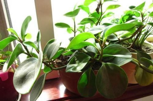 再忙也要养盆这种花，比绿萝好养，比发财树漂亮，还能防辐射