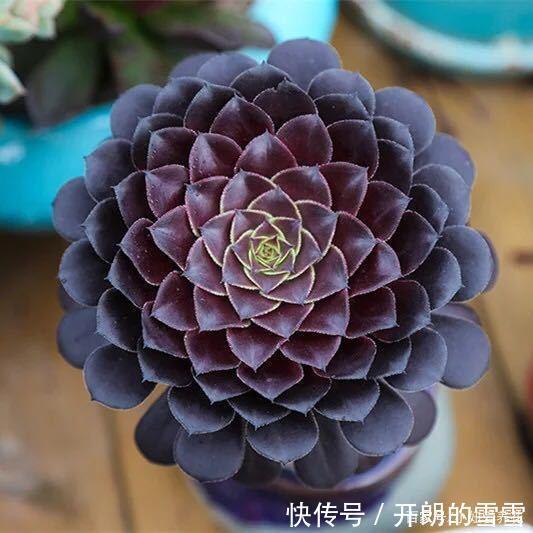 这3种多肉是“喜水”大户，一缺水就发黄，“泡水里”反而长得欢