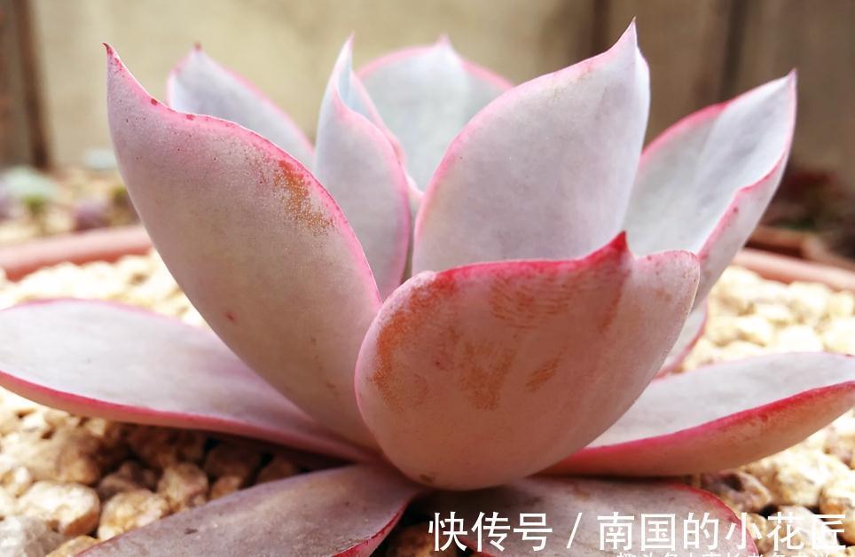 养多肉除了用陶粒垫底,我还用过其它7种东西,有一种很适合高盆